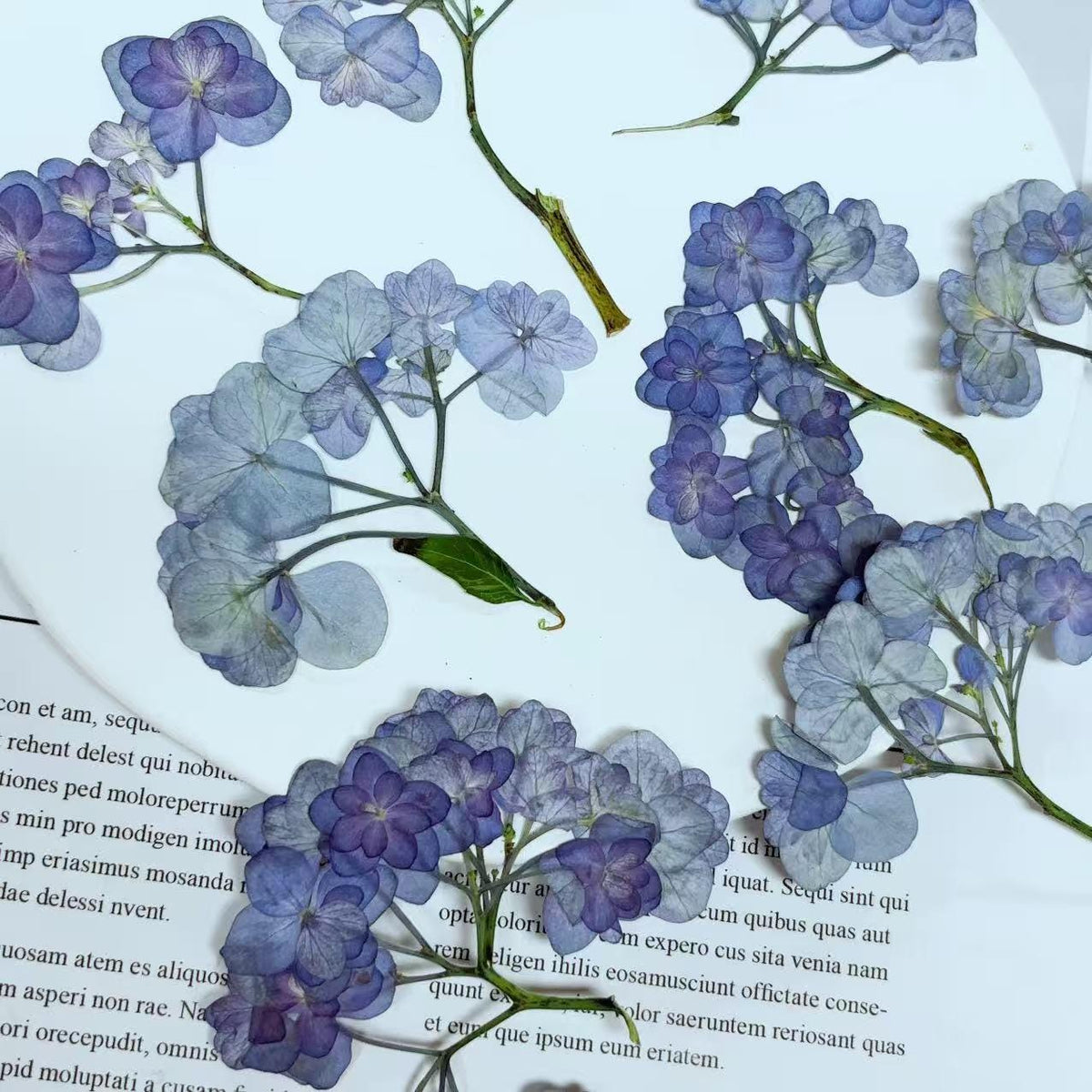 Pressed blue Purple Hydrangea Flowers,Resin Crafts, Paper Art (6 PCS)