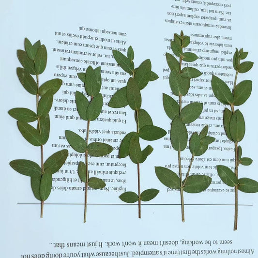 Pressed Eucalyptus Leaves: Floral Greenery, Resin Crafts (8 PCS)