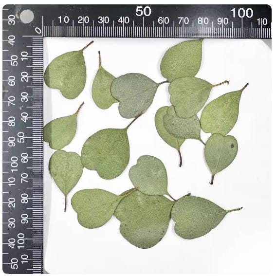 Pressed Eucalyptus Leaves: Heart shaped leaves Greenery leaf, Resin Crafts (10 PCS)
