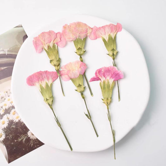 Pressed flowers,Carnation stems dry,half Carnation 6 PCS/pack,dry Pressed flowers,dried flower,Pink Dried Pressed flower,Carnation flower