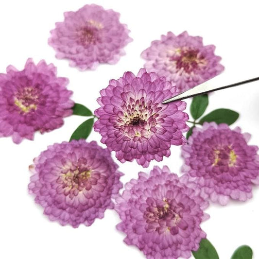 10 Purple Pressed Chrysanthemum Flowers, Natural Dried Flowers for Resin Crafts