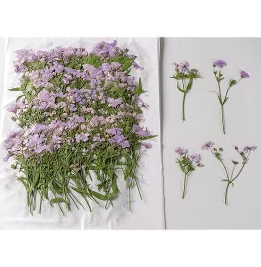 Pressed Flowers,purple Pressed Flowers 8 PCS/Pack,Pressed Flower,Dry Flat Purple Flower Stems Wild Dried flower FloralPressed dry flowers