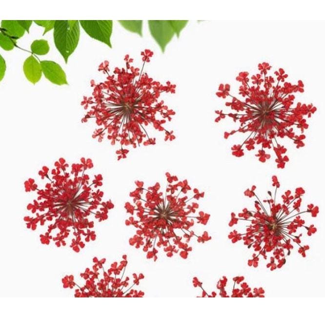 10 Red Lace Dried Flowers, Pressed Flat Flowers (2-3cm)