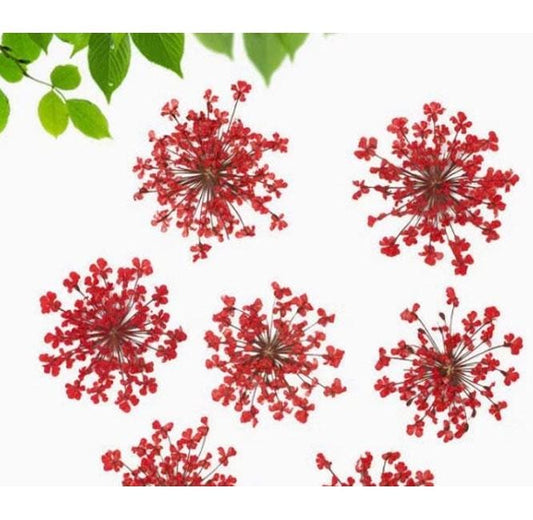 10 Red Lace Dried Flowers, Pressed Flat Flowers (2-3cm)