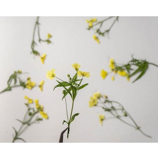 Pressed Flower,yellow Pressed Flower,8 PCS/pack,Pressed yellow Dried Flower Stem Real Pressed Flower Dry Natural Pressed Flowers