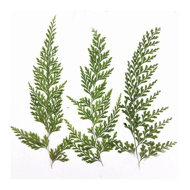 A Pack of 6 PCS Real Pressed Leaves,Pressed Green Leaves flower ferns green leaves Floral real leaf flower Greeny Foliage Stems