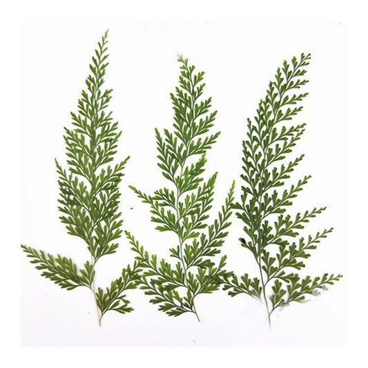 A Pack of 6 PCS Real Pressed Leaves,Pressed Green Leaves flower ferns green leaves Floral real leaf flower Greeny Foliage Stems