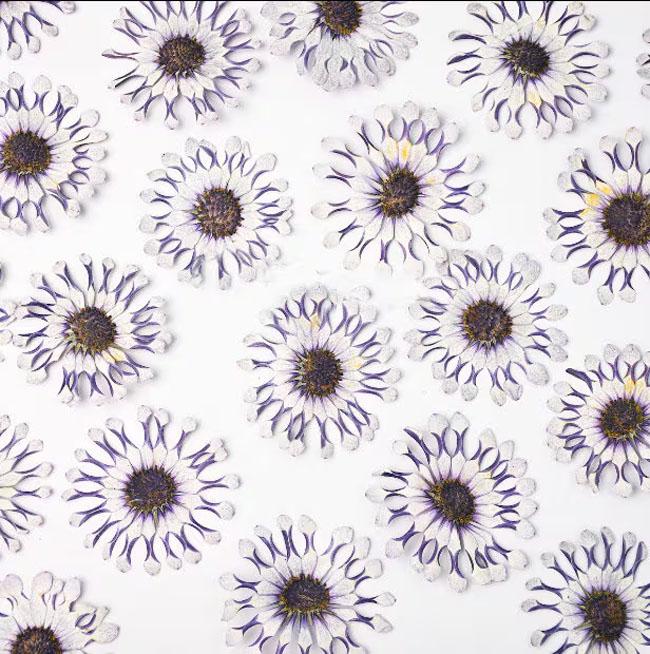 Pressed flower,6PCS/Pack,dried flower,large purple white dried flower,Real Blue flower,dried flower petals,dried white purple flowers