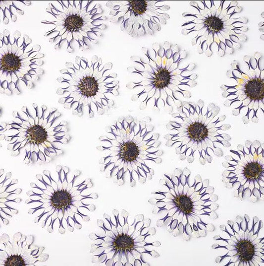 Pressed flower,6PCS/Pack,dried flower,large purple white dried flower,Real Blue flower,dried flower petals,dried white purple flowers