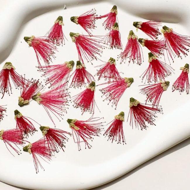 Dried Pressed Flower,6PCS/Pack,Red Pressed Flower, Real Dry red  Callistemon rigidus, red Dry Preserved Flowers red Flowers