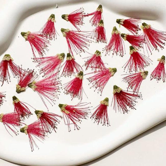 Dried Pressed Flower,6PCS/Pack,Red Pressed Flower, Real Dry red  Callistemon rigidus, red Dry Preserved Flowers red Flowers