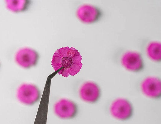 Pressed flower,Purplish red Pressed flower,12 PCS/Pack,Pressed Purple red Flower,Small dried flower,Real Daisies Dry flower