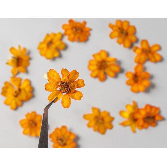 Pressed Flower,Zinnia Pressed Flower,10 PCS/pack,Pressed Orange Dried Flower Real Pressed Flower Dry Natural Pressed Flowers