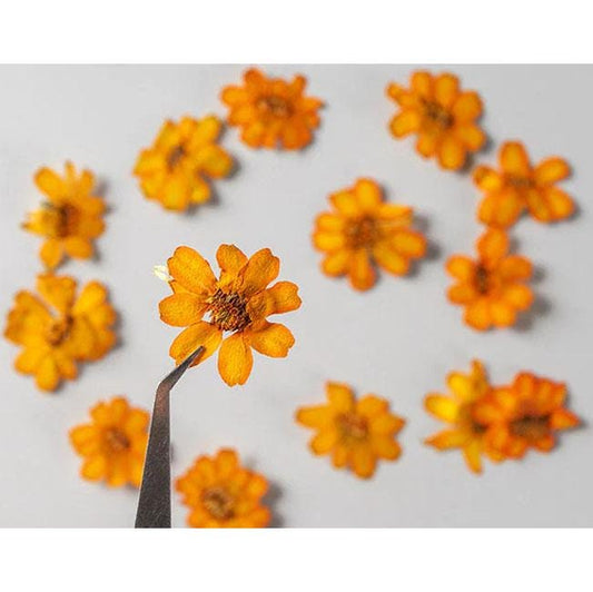 Pressed Flower,Zinnia Pressed Flower,10 PCS/pack,Pressed Orange Dried Flower Real Pressed Flower Dry Natural Pressed Flowers