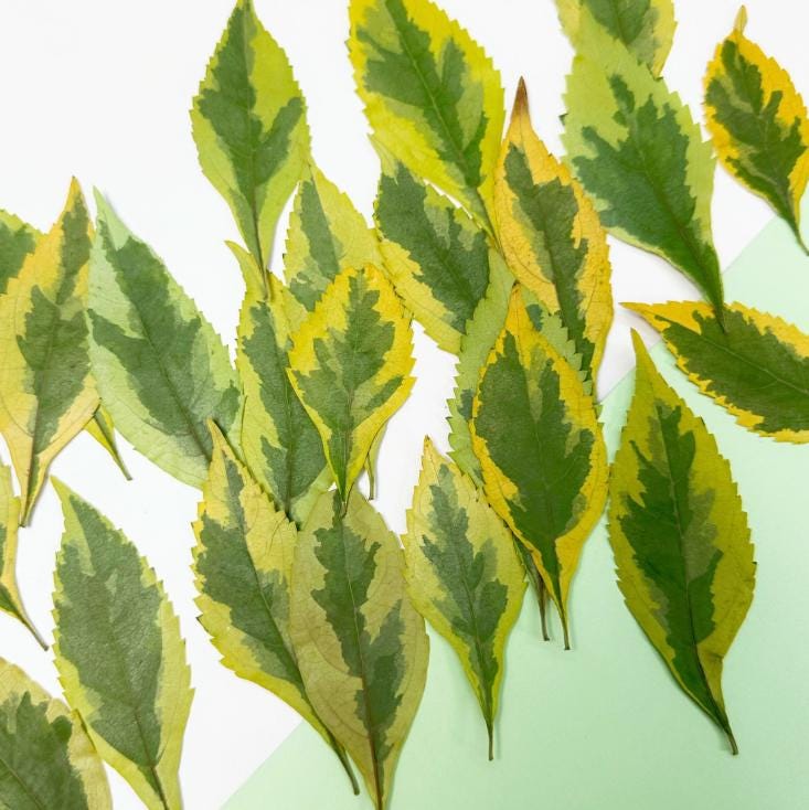 Pressed Green Forsythia Leaves: Floral Craft Supply 10 PCS