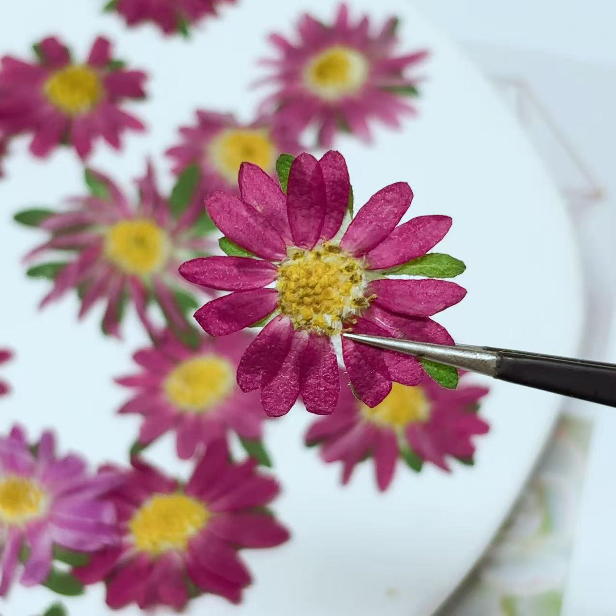 Pressed flowers for resin,10 PCS/Pack, rose pink Pressed Flower,Dark rose-colored flat flower packs,Natural Dried Flowers Chrysanthemum