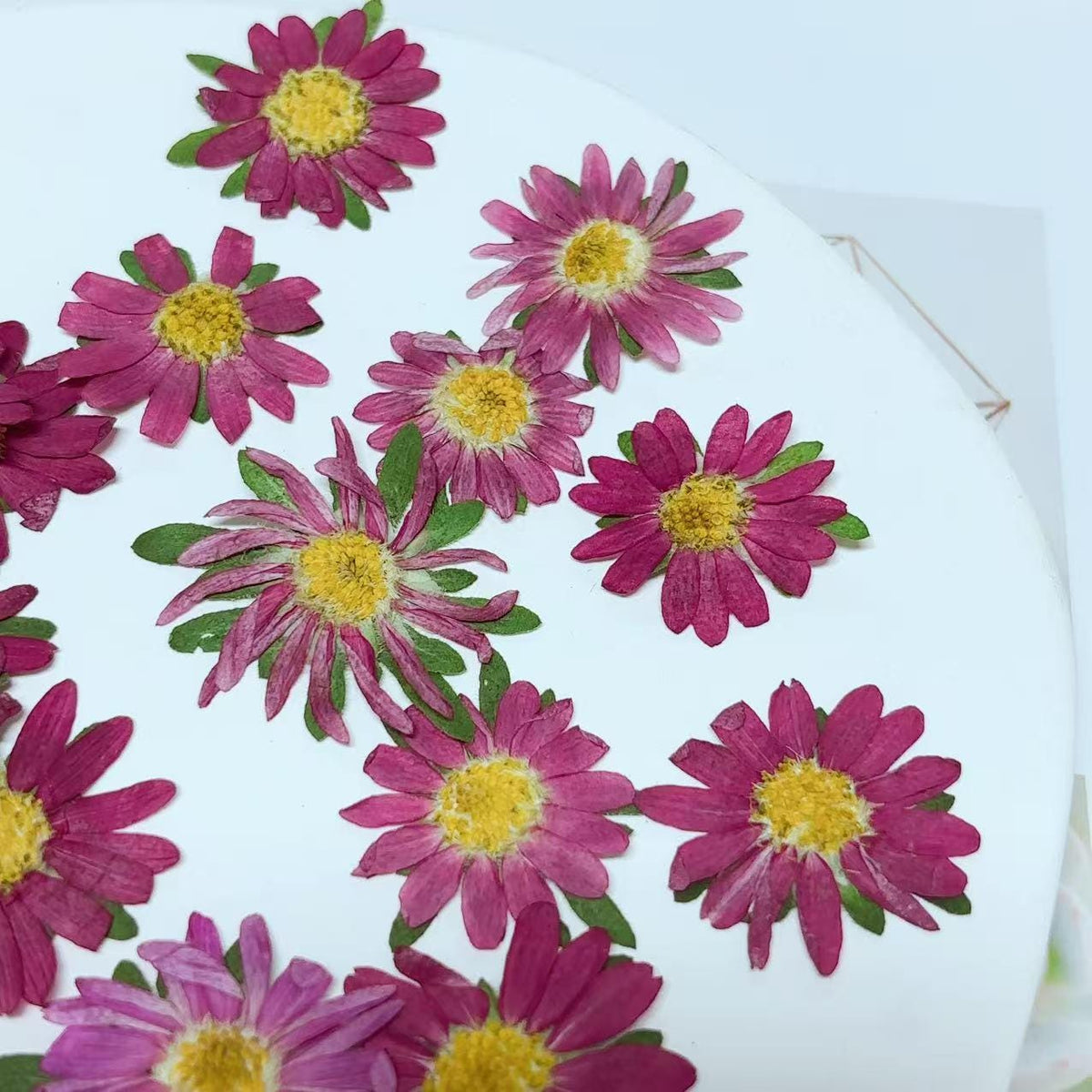 Pressed flowers for resin,10 PCS/Pack, rose pink Pressed Flower,Dark rose-colored flat flower packs,Natural Dried Flowers Chrysanthemum