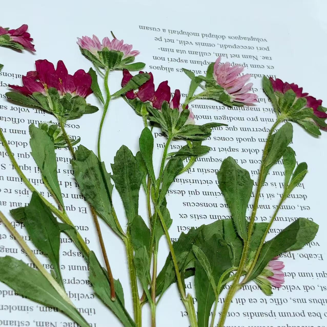 Dried Pressed Flowers,6 pcs/set,rose red Daisy chrysanthemum,Pressed rose red Daisy Stems,Dry Flower,Wedding Flowers Invitaion