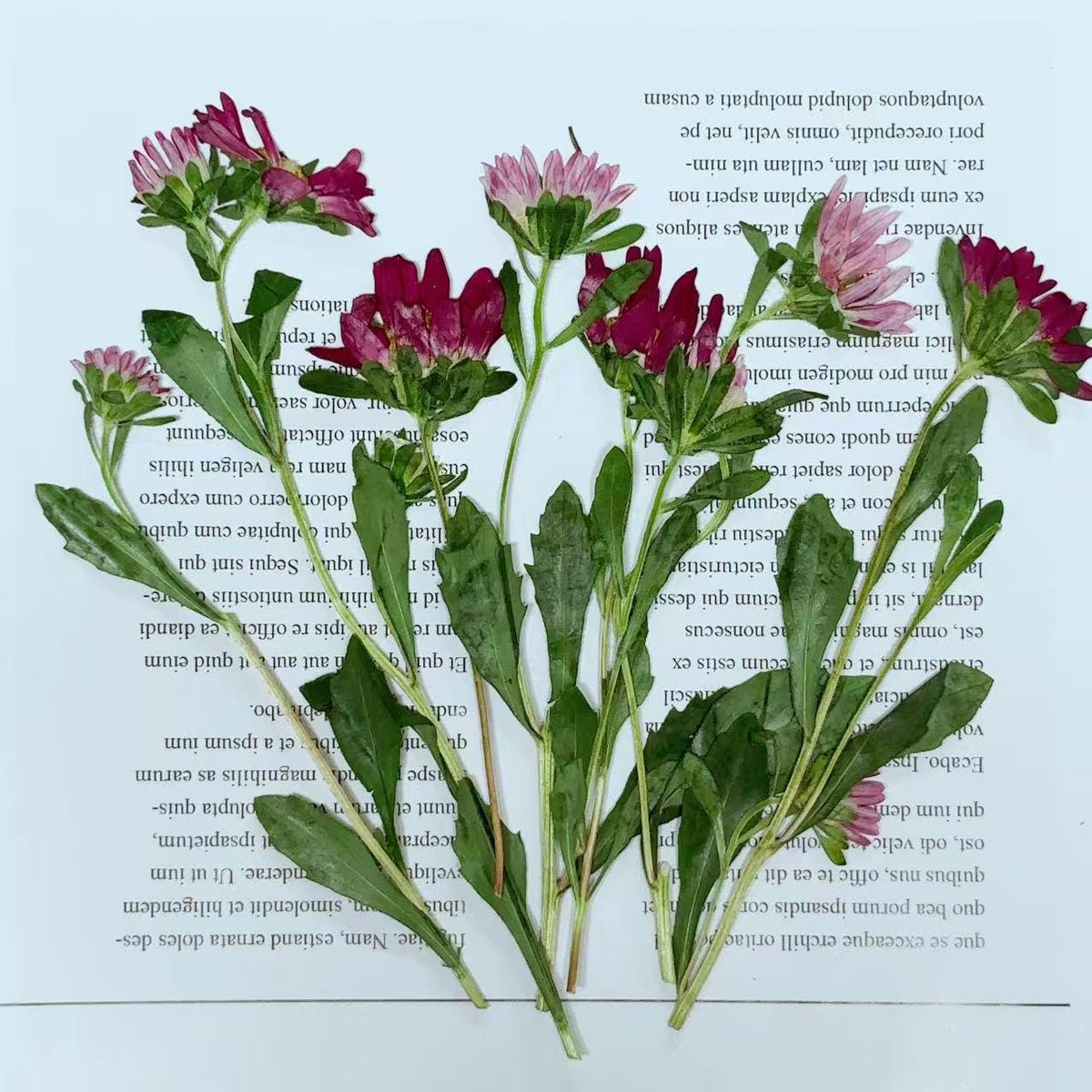 Dried Pressed Flowers,6 pcs/set,rose red Daisy chrysanthemum,Pressed rose red Daisy Stems,Dry Flower,Wedding Flowers Invitaion