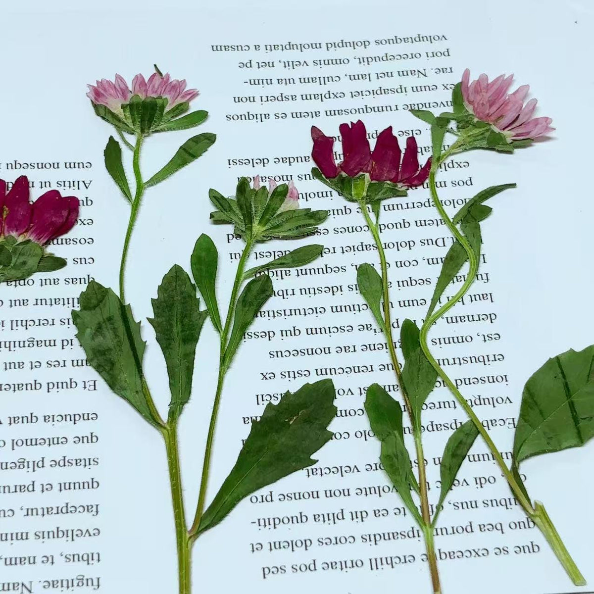 Dried Pressed Flowers,6 pcs/set,rose red Daisy chrysanthemum,Pressed rose red Daisy Stems,Dry Flower,Wedding Flowers Invitaion