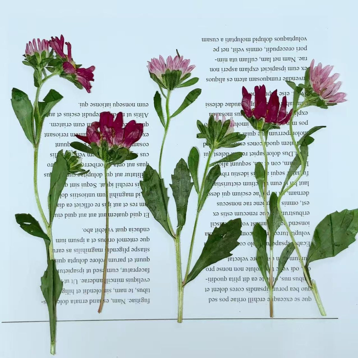 Dried Pressed Flowers,6 pcs/set,rose red Daisy chrysanthemum,Pressed rose red Daisy Stems,Dry Flower,Wedding Flowers Invitaion