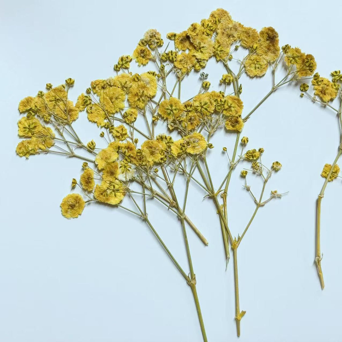 Yellow Pressed Baby's Breath Flowers - Resin Crafts (10 PCS/Pack) dry flower,Pressed flowers