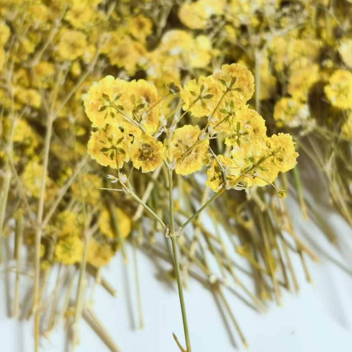 Yellow Pressed Baby's Breath Flowers - Resin Crafts (10 PCS/Pack) dry flower,Pressed flowers