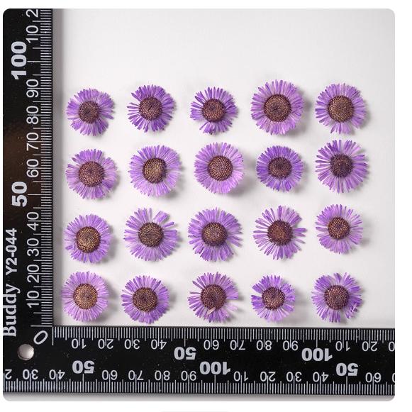 12 Purple Pressed Flowers: Real Dried Wildflower Petals for Resin Jewelry