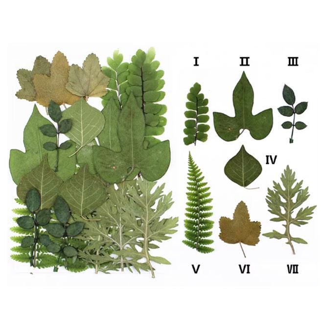 Real Pressed Green Leaves: Floral Resin Craft Supplies (20 PCS)