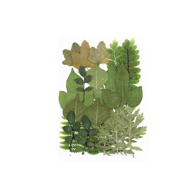 Real Pressed Green Leaves: Floral Resin Craft Supplies (20 PCS)