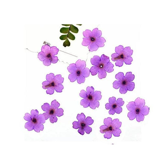 Purple Verbena Pressed Flowers - Resin Art Supplies (12 PCS/Pack)