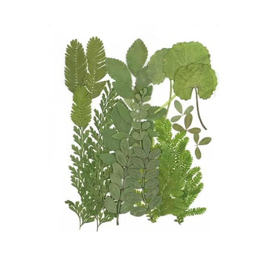 Pressed Green Leaves for Resin Crafts - 20 PCS