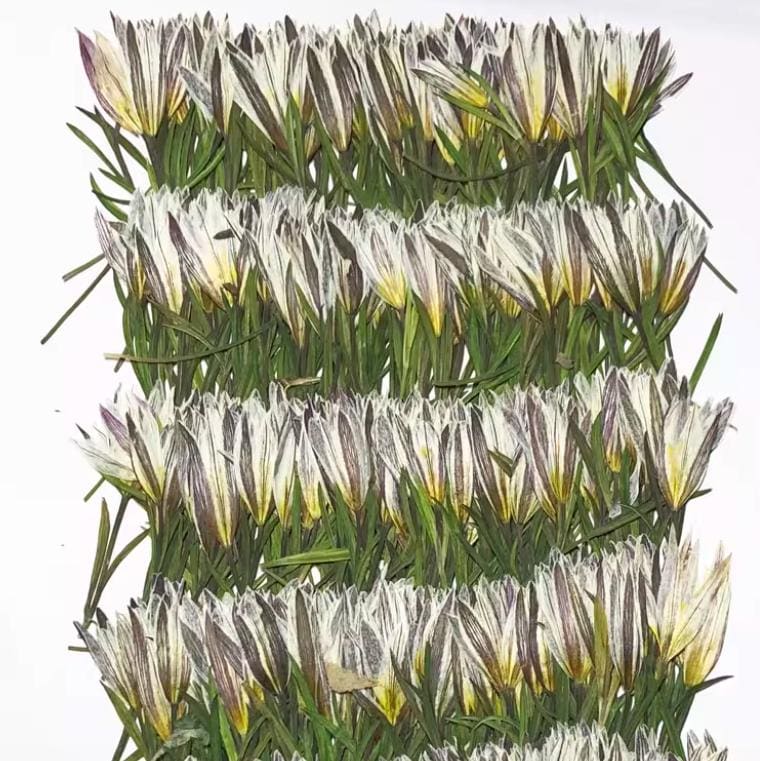 Pressed Lily Flowers: Real Dried Flower Stems, Wedding Invitation Embellishments (12 PCS)