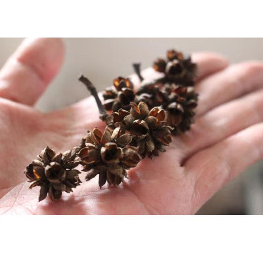 Dried Flower Fruit Slices: Decorative Pressed Fruit, Set of 10