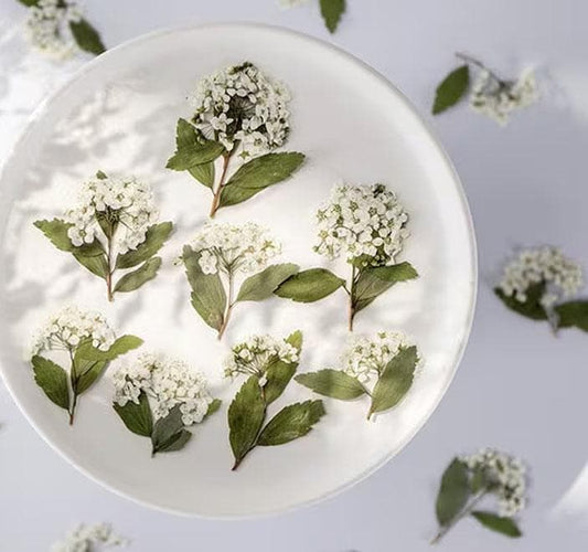 pressed flowers,white pressed flowers,Set of 6 PCS, pressed flowers art,white dried flower,Pressed Flat Flowers,scrapbooking, art