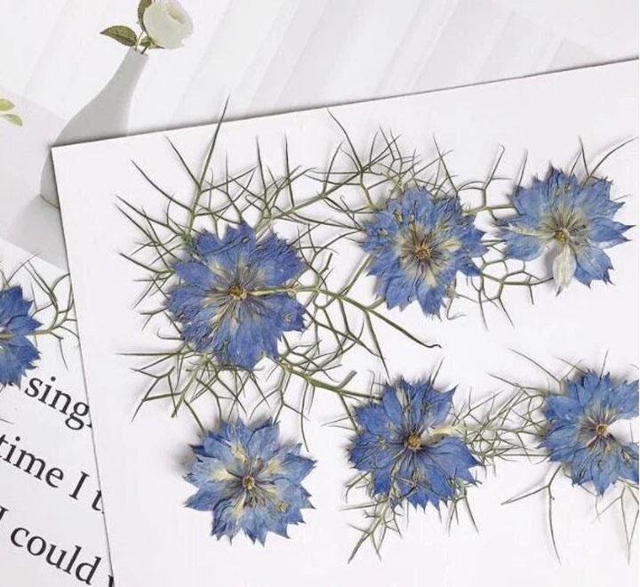 Blue Pressed Flowers: Real Dried Petals, Floral Craft Supply (6 PCS)