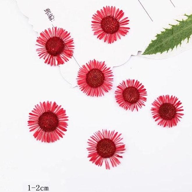 Pressed flowers,A Pack of 12 PCS dried Pressed flowers,dried flower,Red Needle Chrysanthemum Dried Pressed flowers