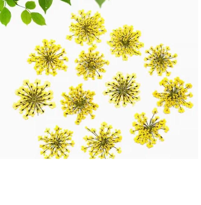 Yellow Dried Lace Flowers: Pressed Floral Embellishments (10 PCS/pack)