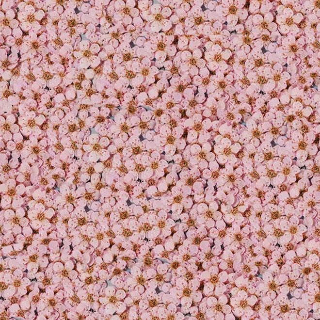 Pressed flowers,Light pink pressed flowers,20 PCS/Pack,Light pink flower,Light pink Dried flower,pressed flower,Small pink flower（0.5-0.8cm)