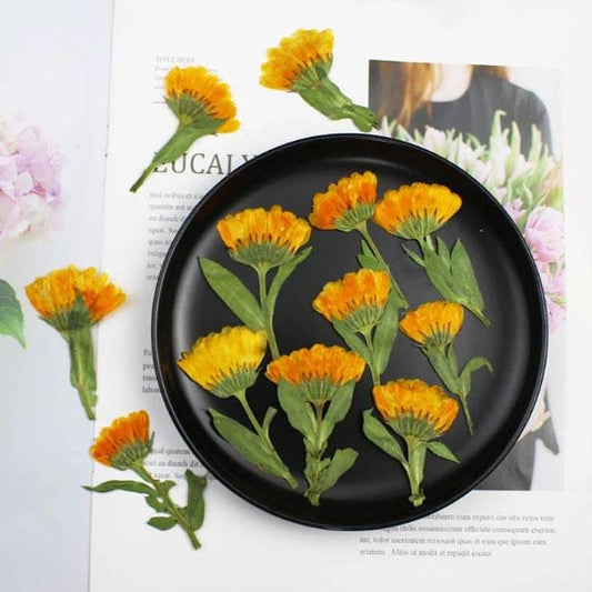 Pressed Calendula Flowers: Orange Floral Petals (12 PCS)
