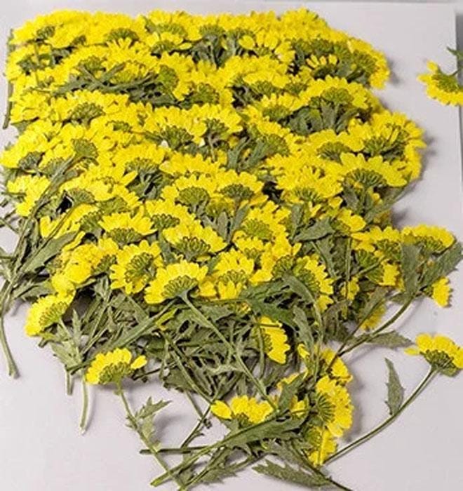 Bulk pressed flower,10 PCS/Pack  chrysanthemum Flower Stems,Dried FlowersResin dried flower,Dried preserved flowers,dry flower Floral