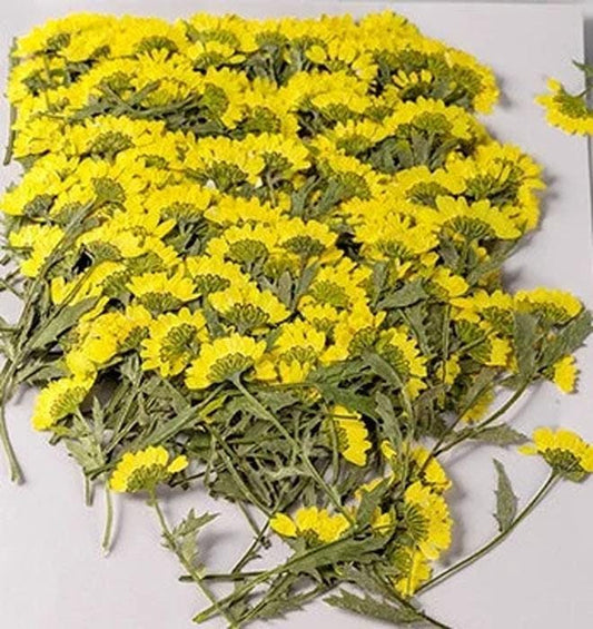 Bulk pressed flower,10 PCS/Pack  chrysanthemum Flower Stems,Dried FlowersResin dried flower,Dried preserved flowers,dry flower Floral