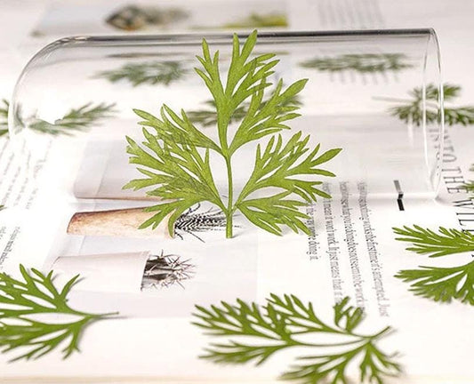 10 PCS Set Real Pressed Leaves,Pressed Green Leaves flower green leaves Floral real leaf flower Greeny