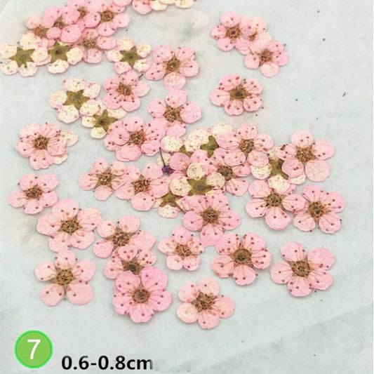 20 Pink Pressed Flowers, Bulk Small Dried Flowers, Resin Crafts