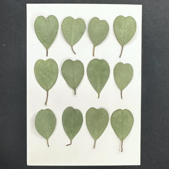Pressed Eucalyptus Leaves: Heart shaped leaves Greenery leaf, Resin Crafts (10 PCS)