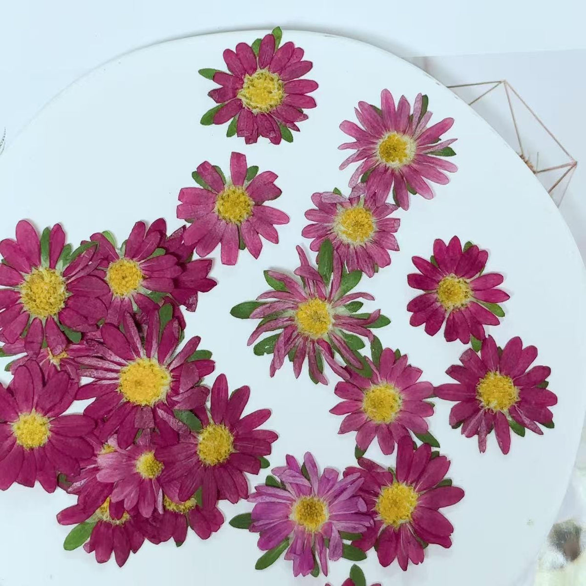Pressed flowers for resin,10 PCS/Pack, rose pink Pressed Flower,Dark rose-colored flat flower packs,Natural Dried Flowers Chrysanthemum