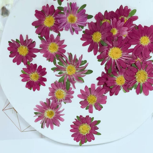 Pressed flowers for resin,10 PCS/Pack, rose pink Pressed Flower,Dark rose-colored flat flower packs,Natural Dried Flowers Chrysanthemum