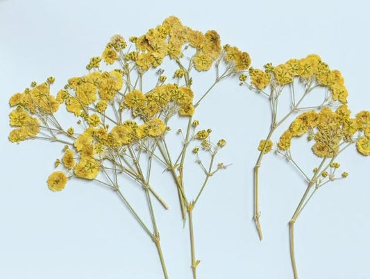 Yellow Pressed Baby's Breath Flowers - Resin Crafts (10 PCS/Pack) dry flower,Pressed flowers