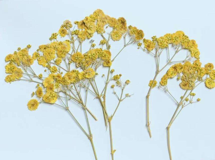 Yellow Pressed Baby's Breath Flowers - Resin Crafts (10 PCS/Pack) dry flower,Pressed flowers