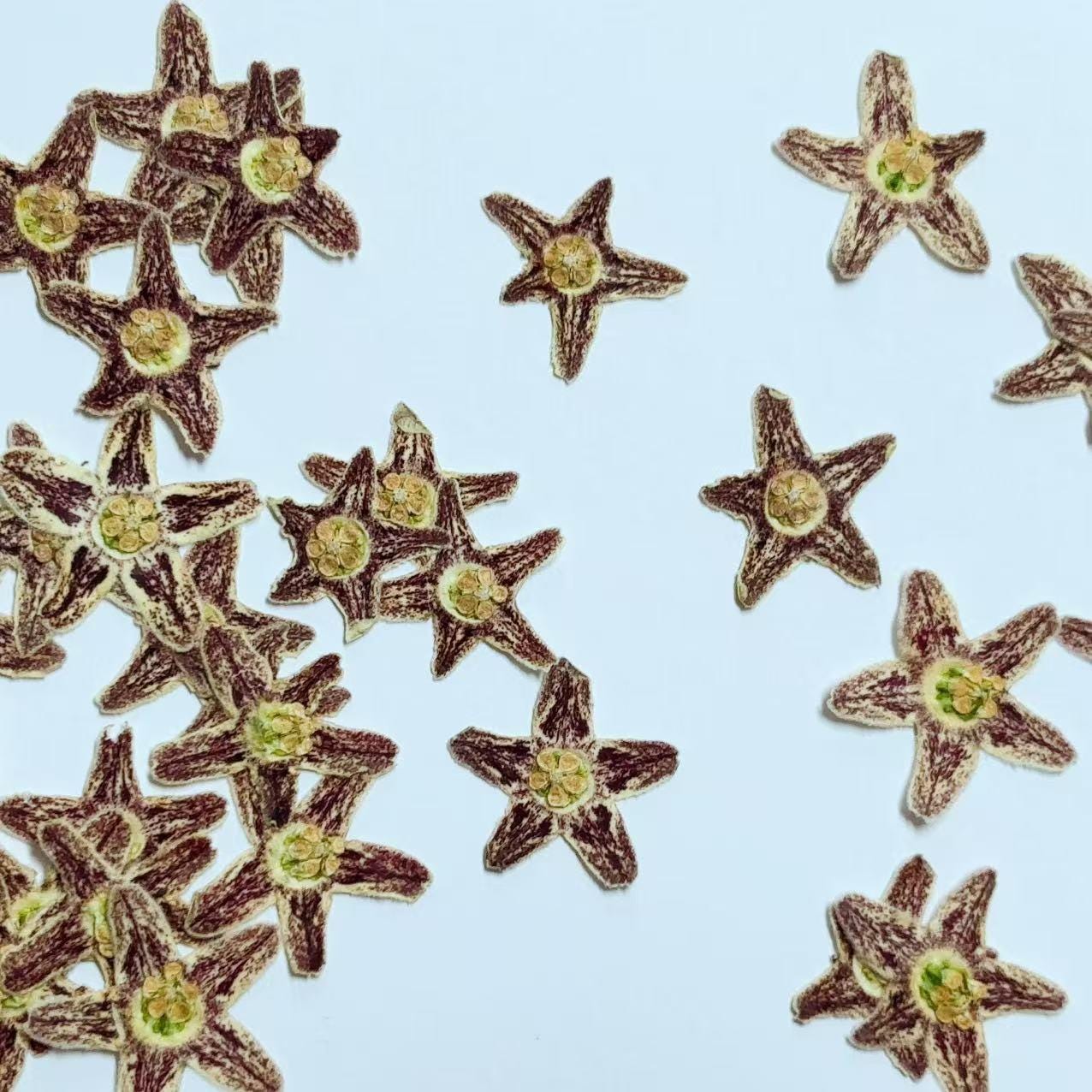 10 Starfish Pressed Flowers, Real Dried Flat Flowers (1-1.5cm)